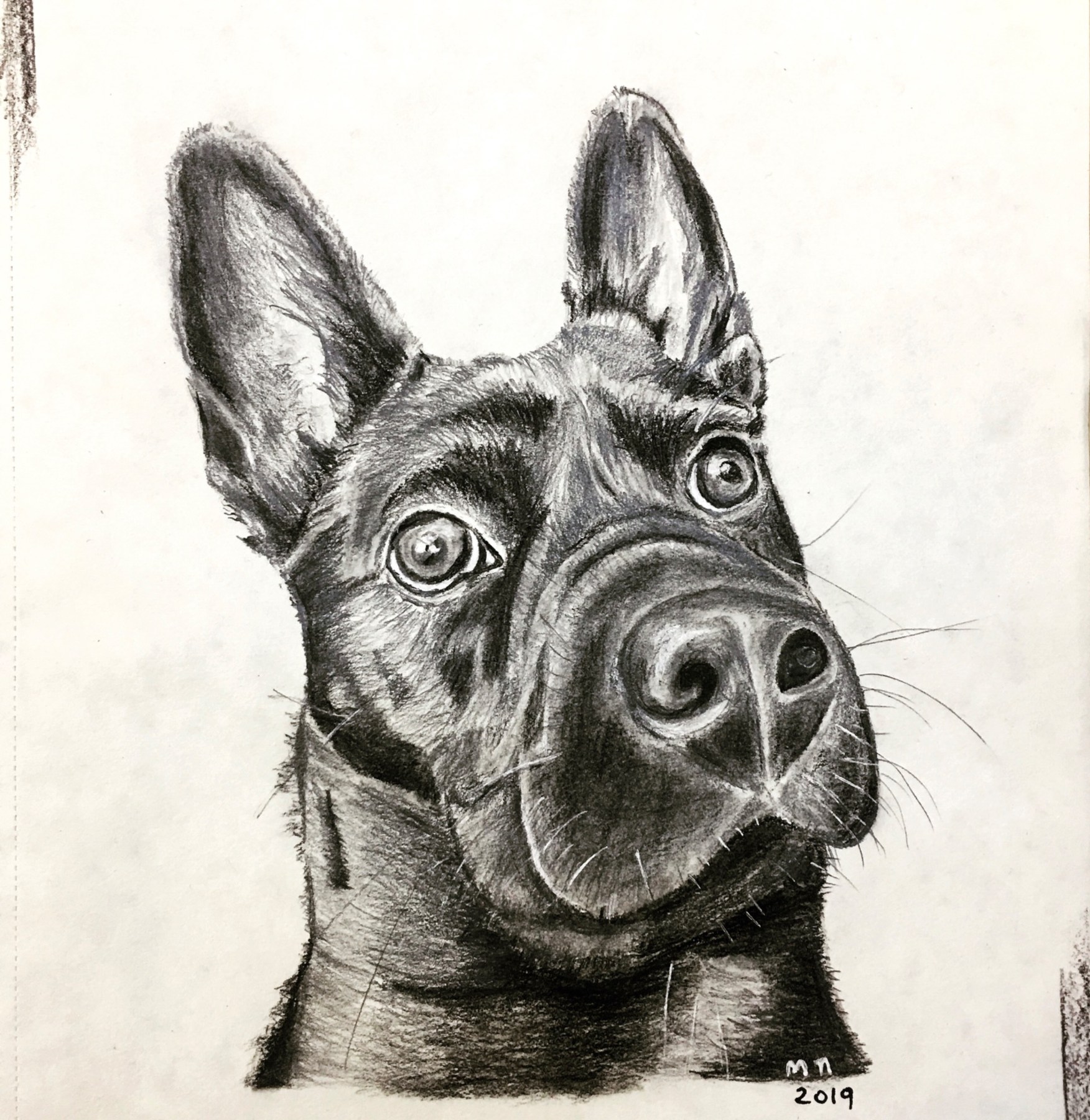 Daisy, węgiel i ołówek na papierze, A4